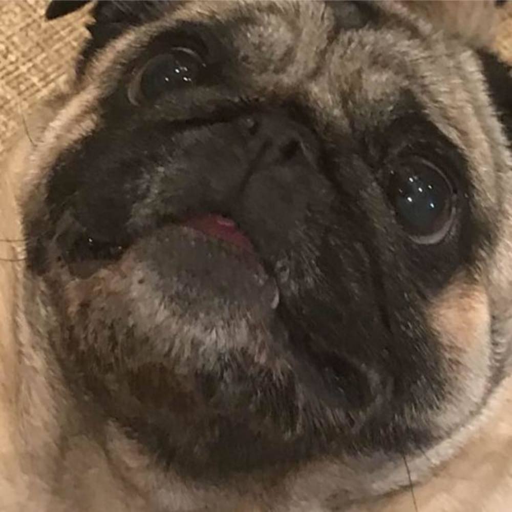 Meet your Posher, Renee